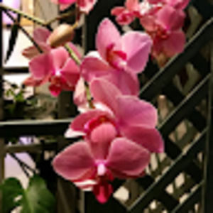 Meet your Posher, Laura